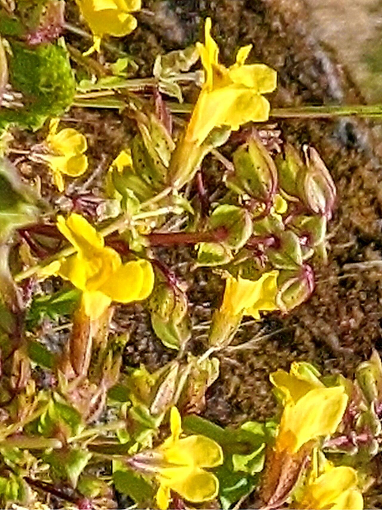 Erythranthe nasuta — houseplant care guide