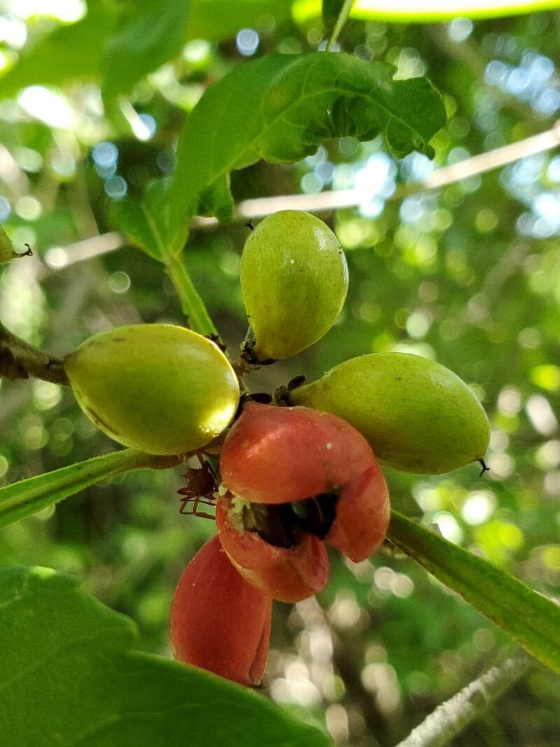 Paullinia cururu fruit