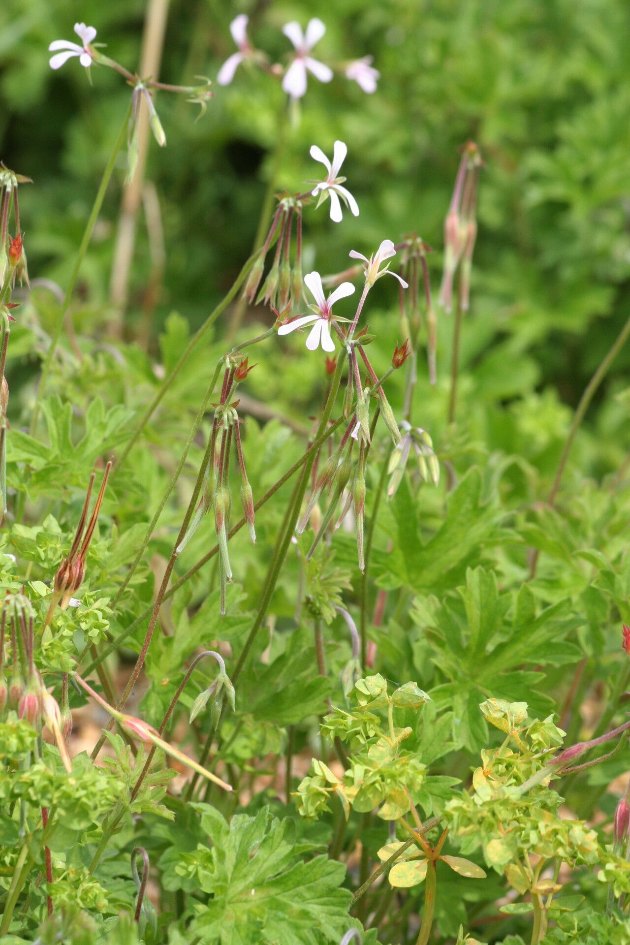 Pelargonium alchemilloides flower