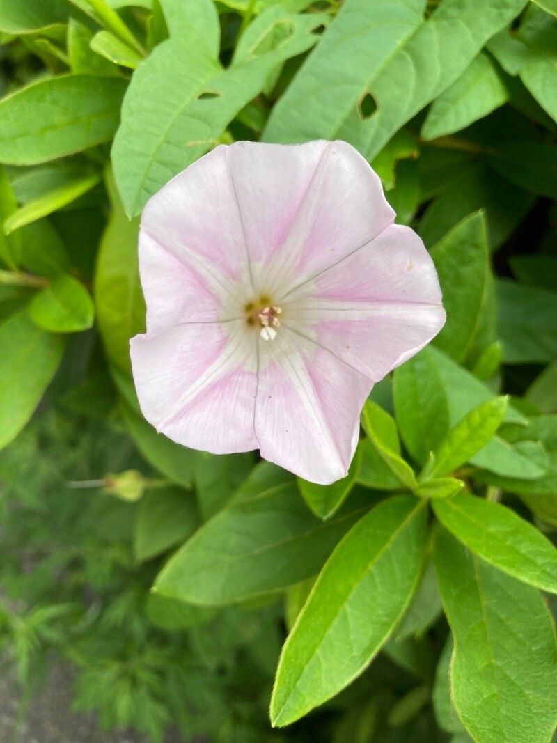 Calystegia hederacea flower