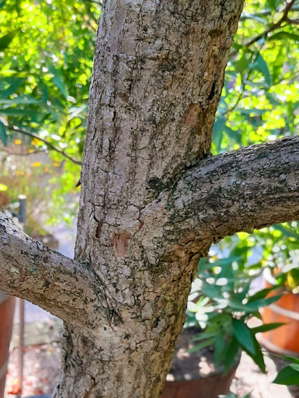 Euonymus lucidus bark