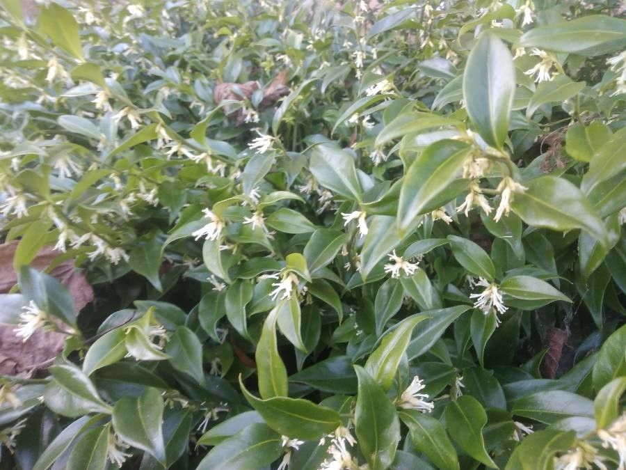 Danae racemosa flower