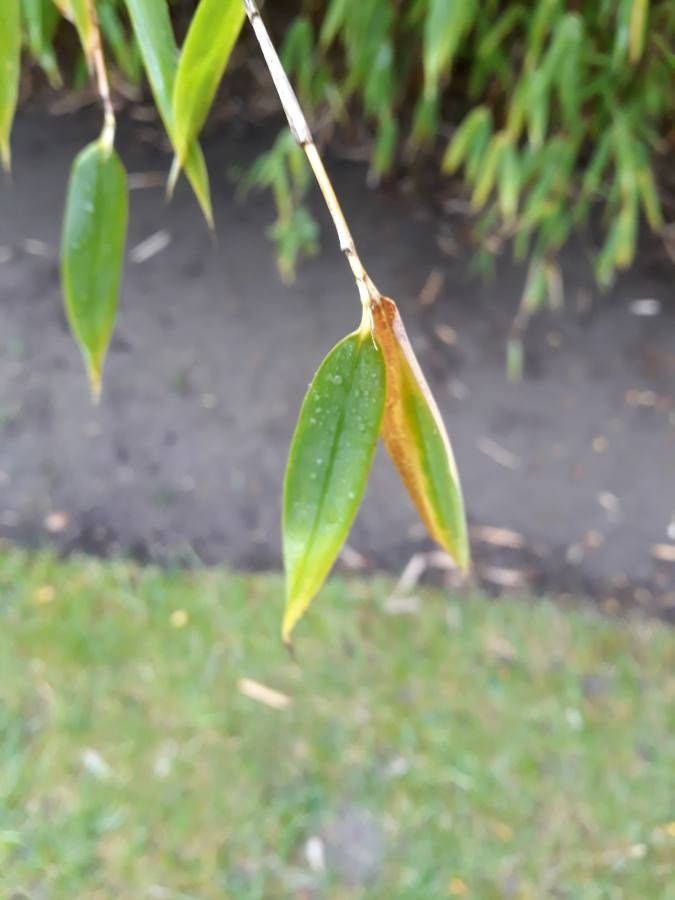 Saccharum sikkimense leaf