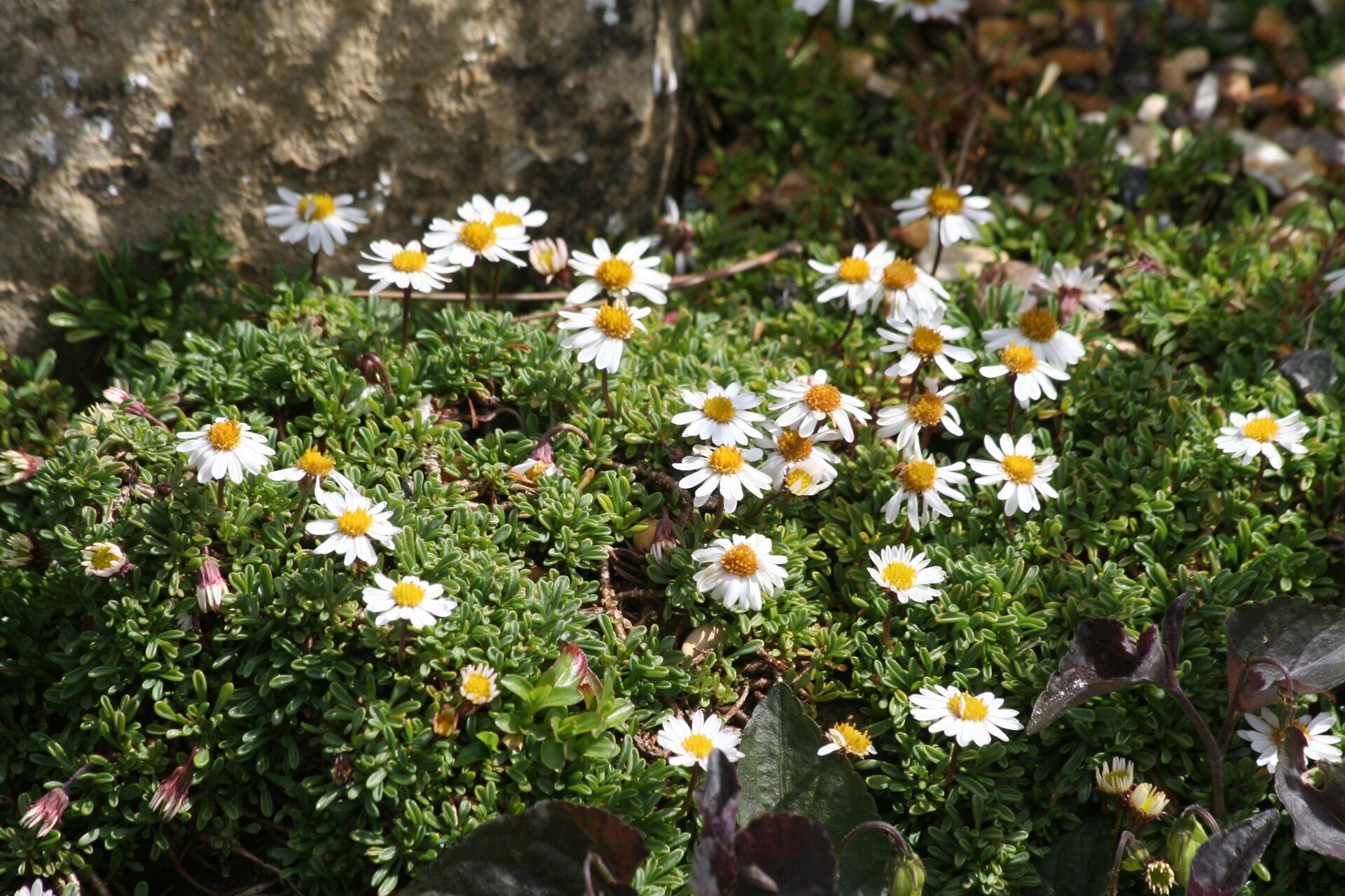 Erigeron scopulinus flower