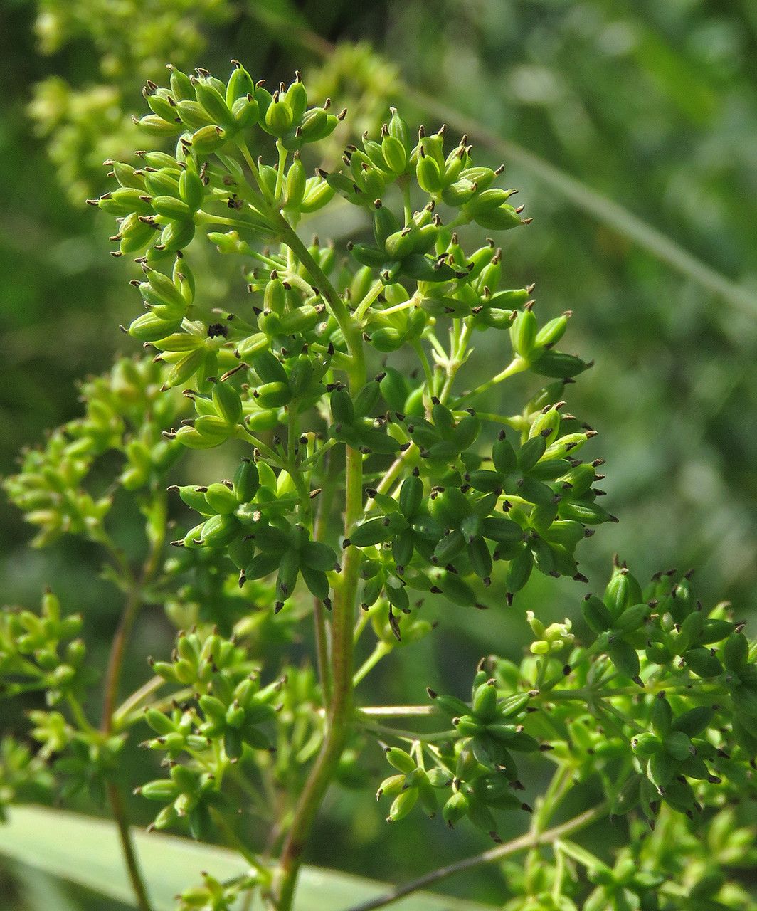 Thalictrum flavum fruit