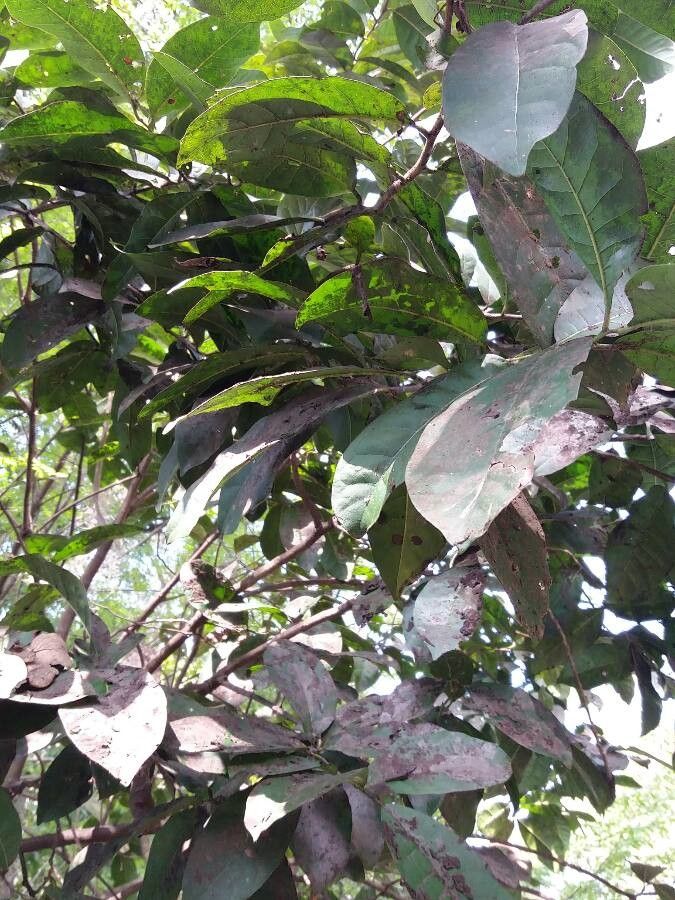 Pycnandra grandifolia — houseplant care guide