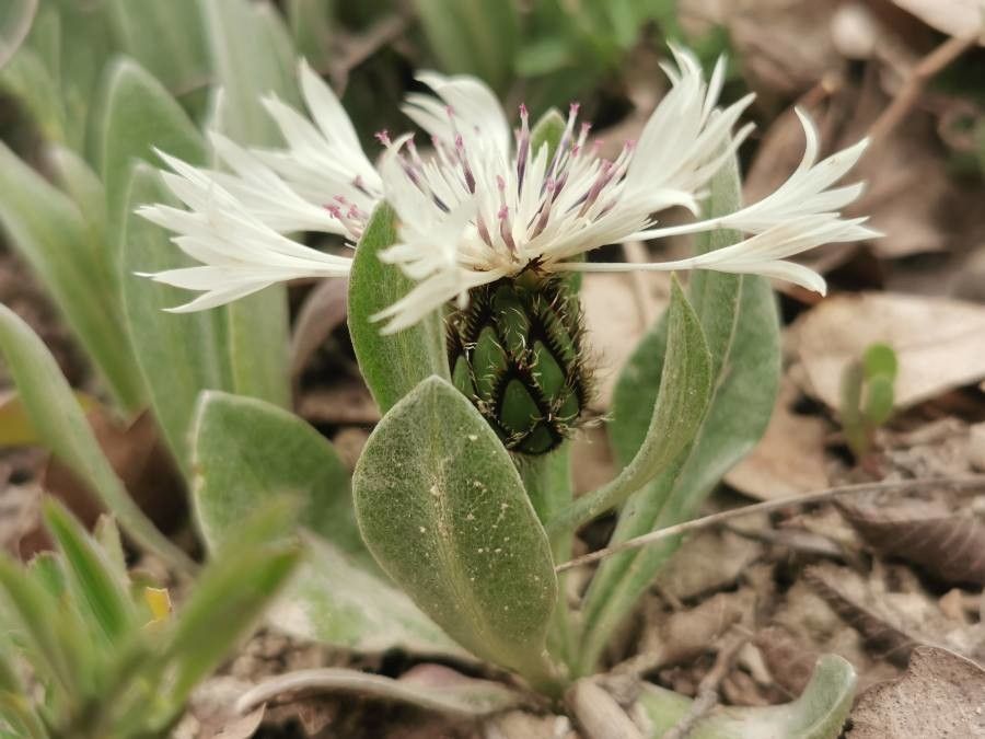Cyanus thirkei flower