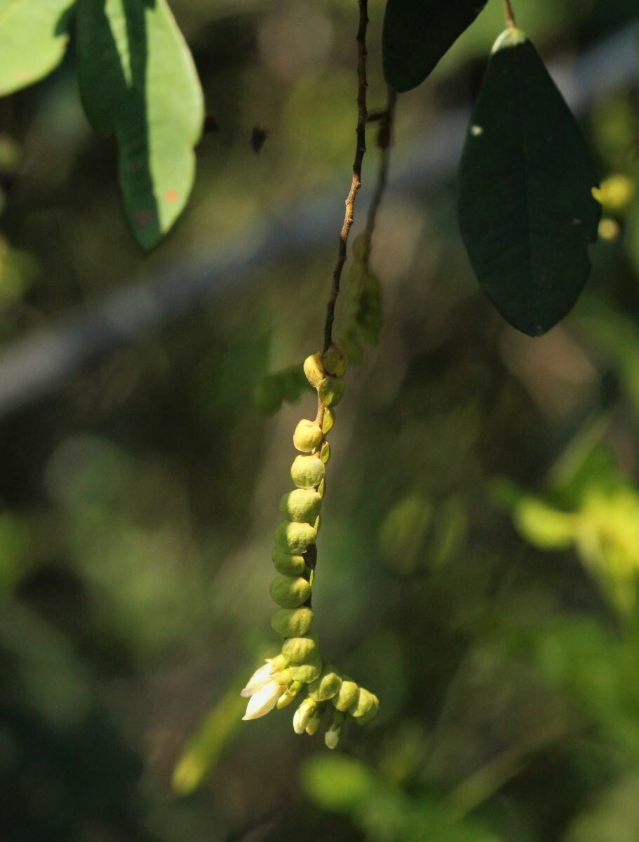 Dalbergia grandibracteata fruit