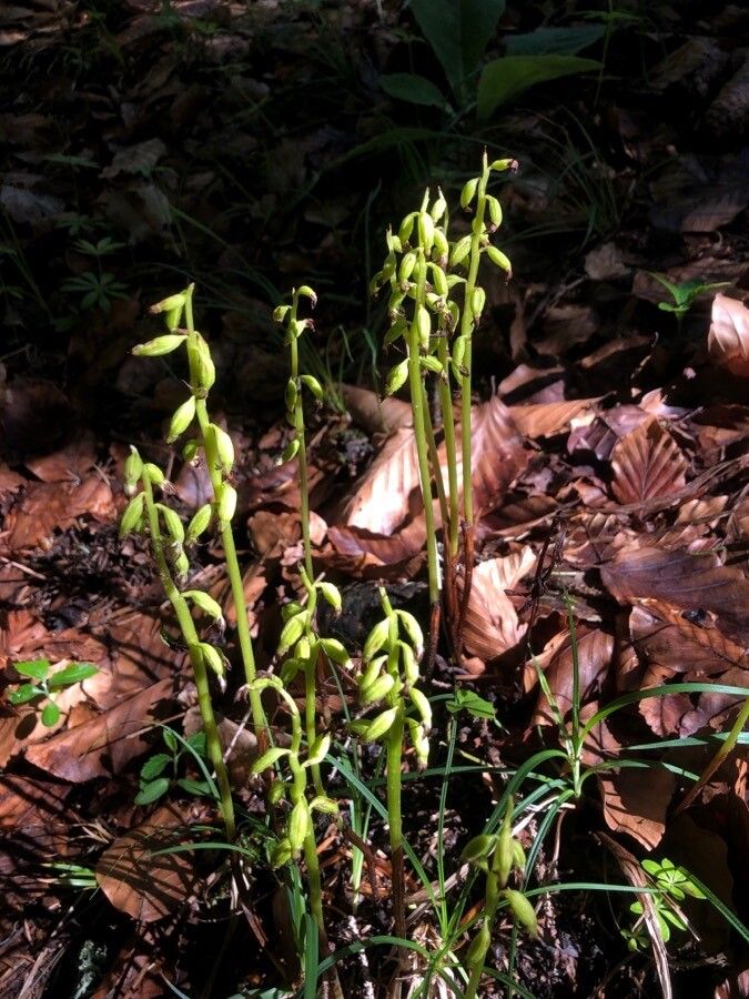 Corallorhiza trifida — houseplant care guide