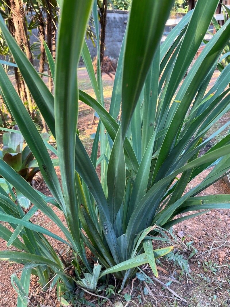 Neomarica longifolia — related species from the same genus