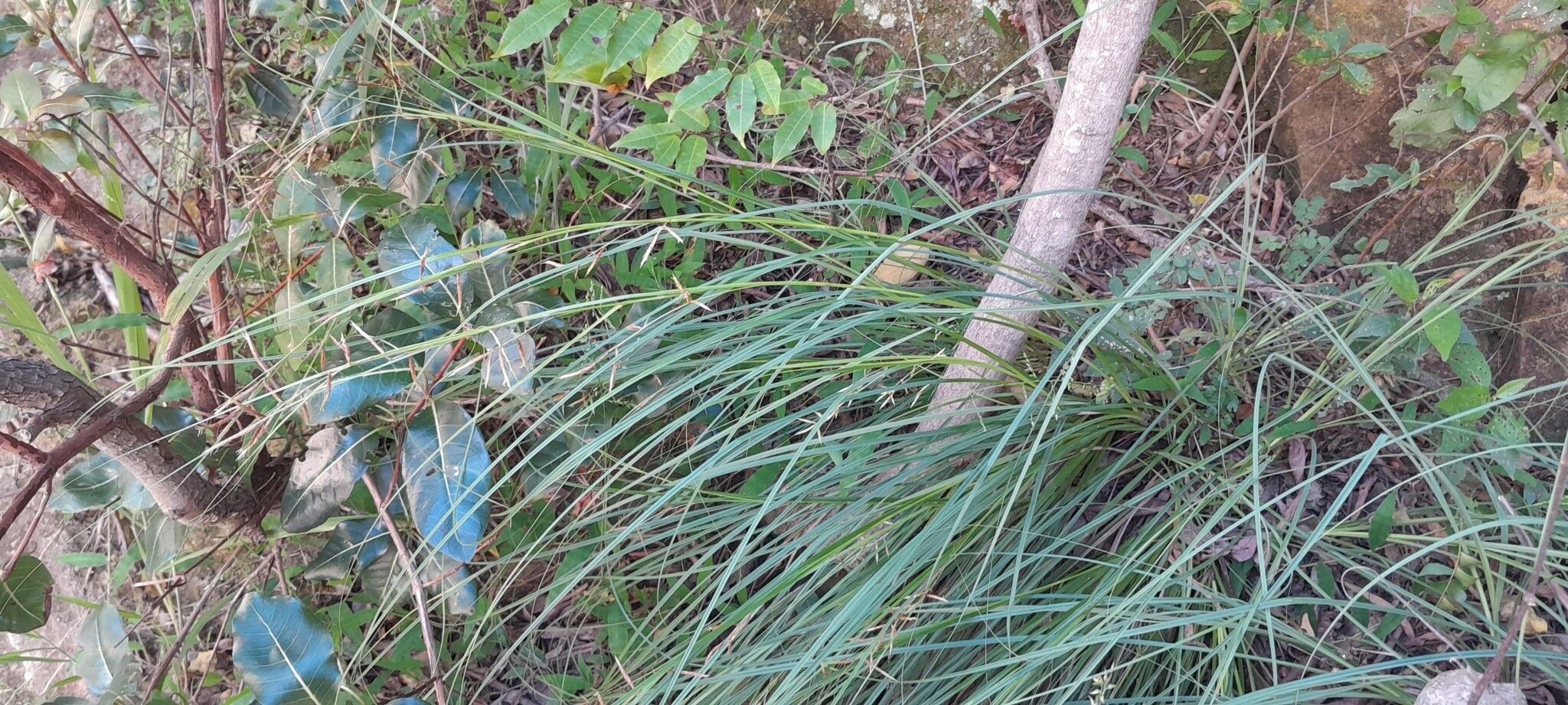 Carex pyramidalis habit