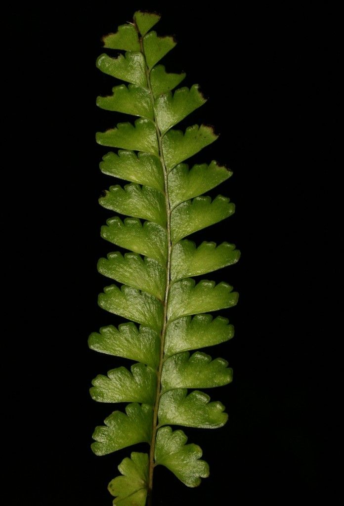 Lindsaea harveyi — houseplant care guide