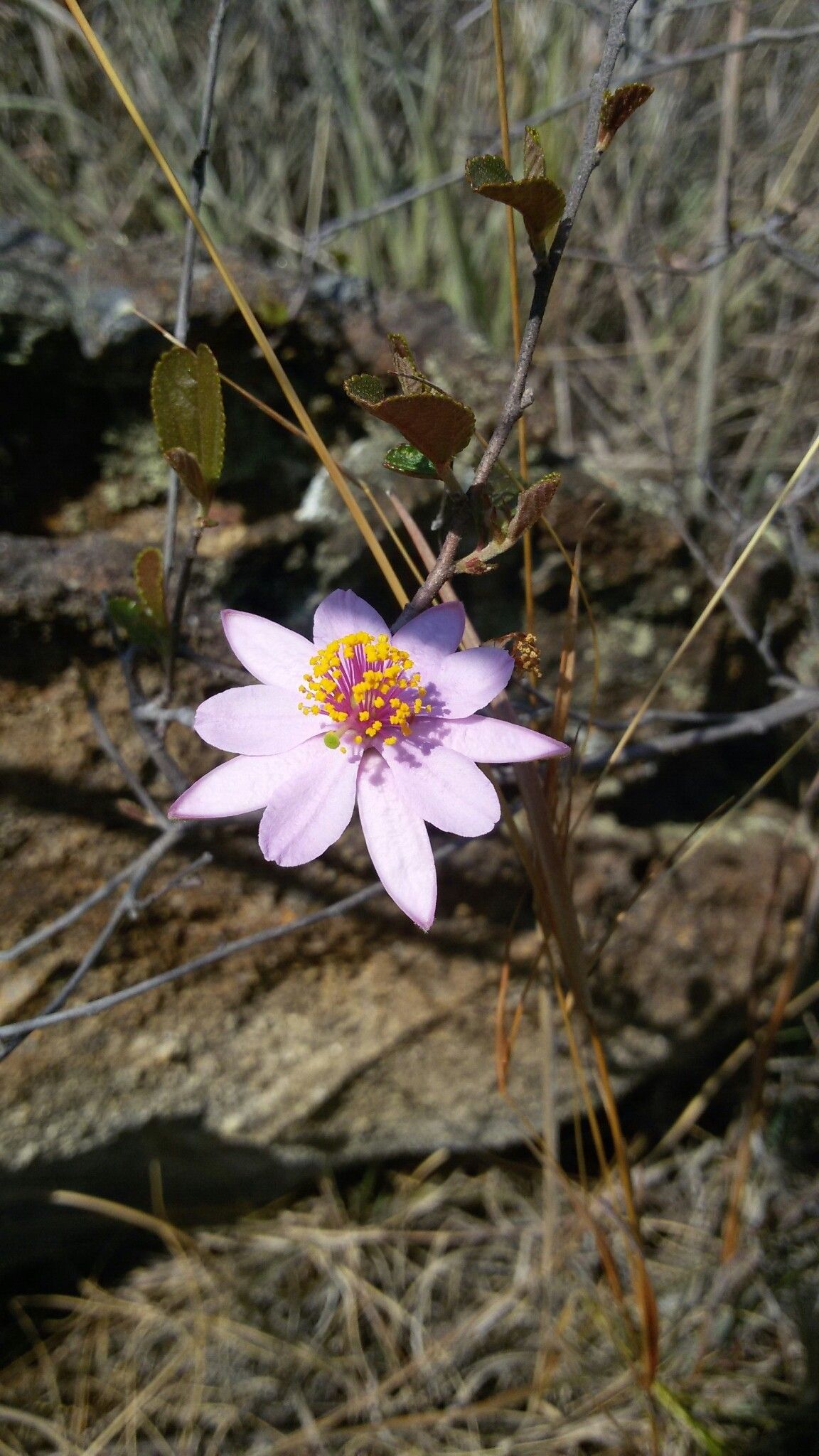 Grewia douliotii — houseplant care guide