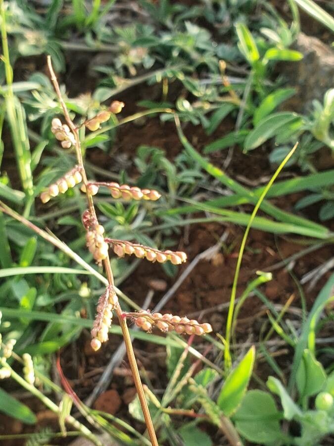 Urochloa semiundulata flower
