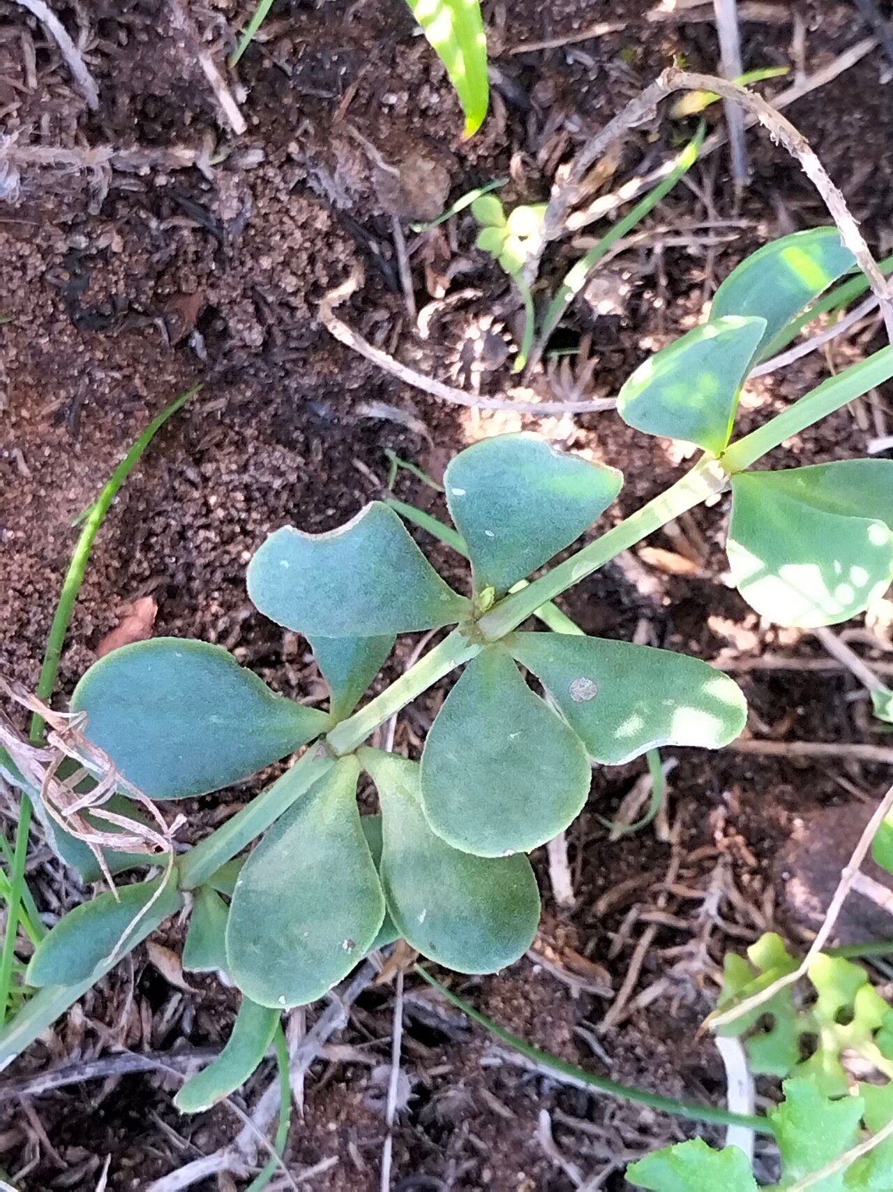 Roepera morgsana — search result for 'Namibia'