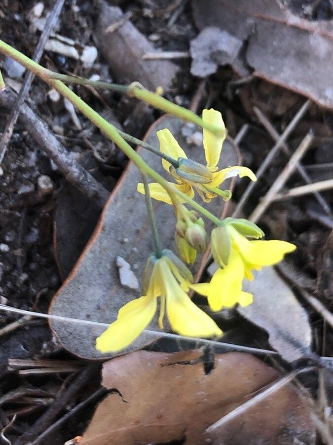 Diplotaxis catholica flower