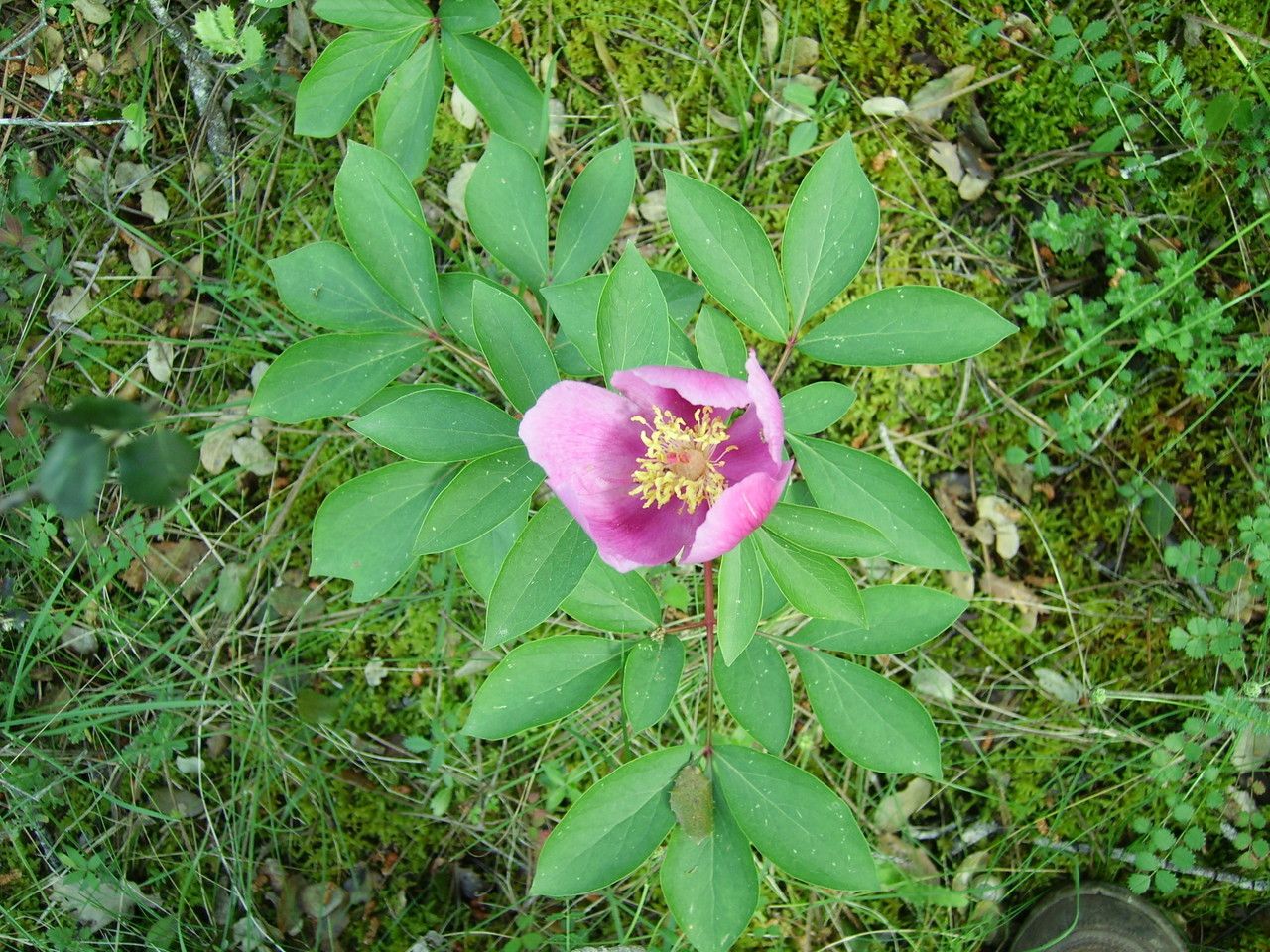 Paeonia broteri flower