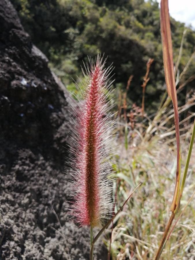 Pennisetum caffrum flower