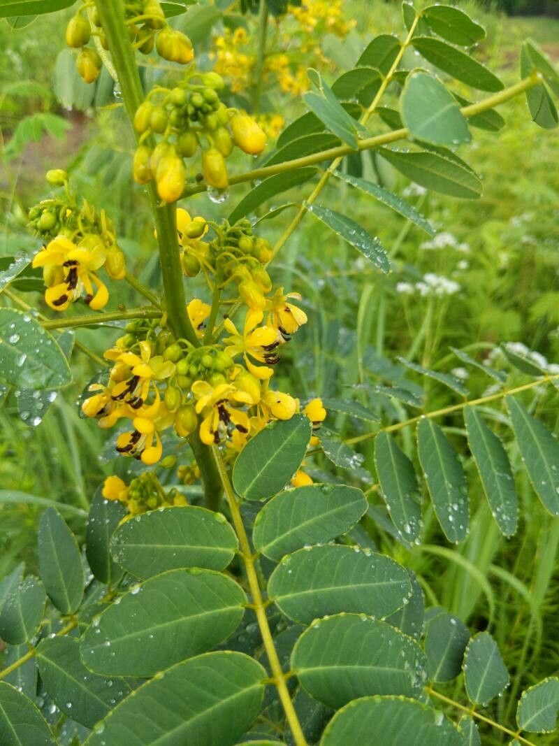 Senna marilandica flower