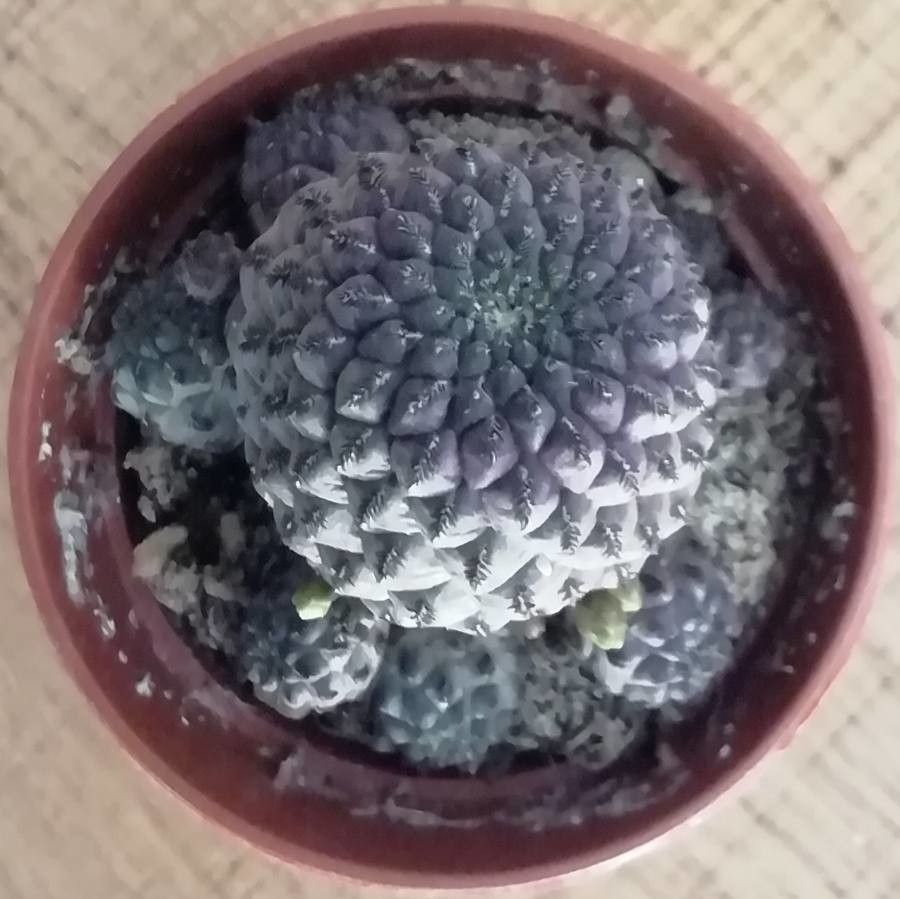 Copiapoa hypogaea habit