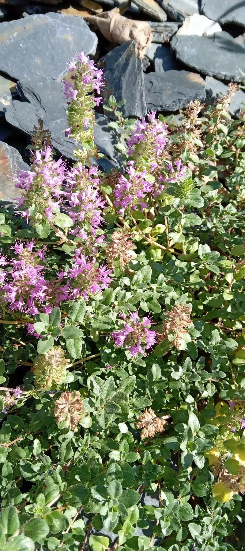 Thymus comosus habit