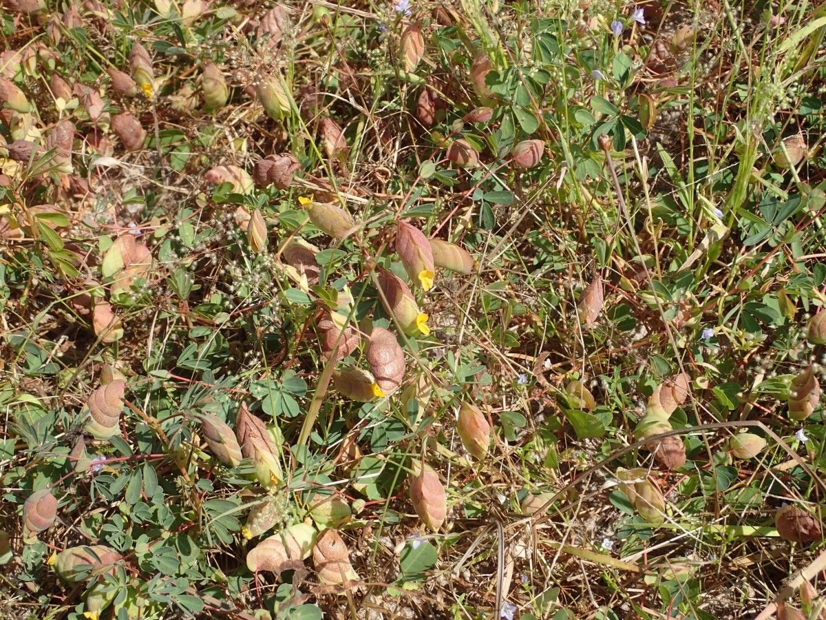 Bryaspis lupulina habit