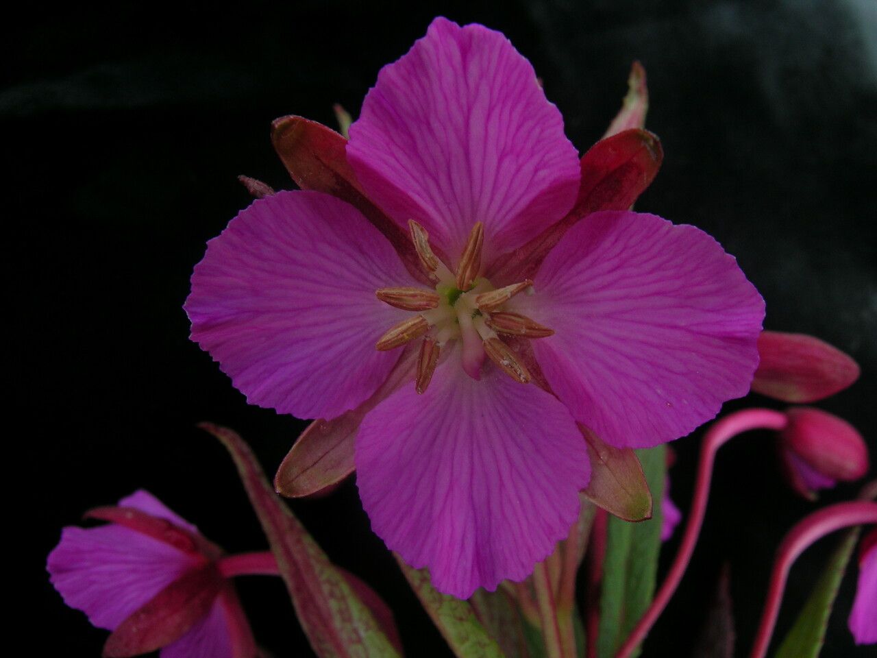Epilobium conspersum flower