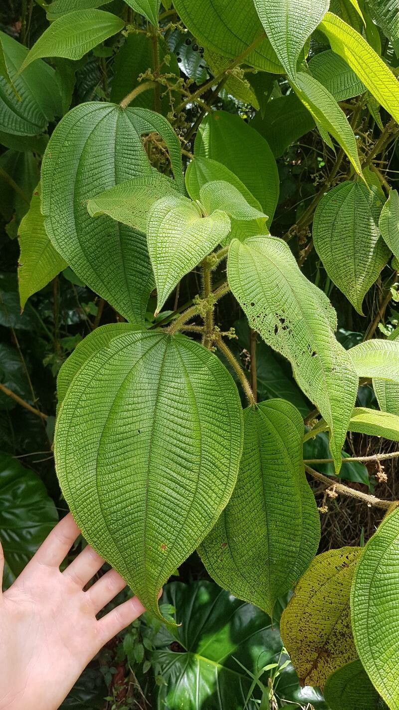 Miconia sciaphila leaf