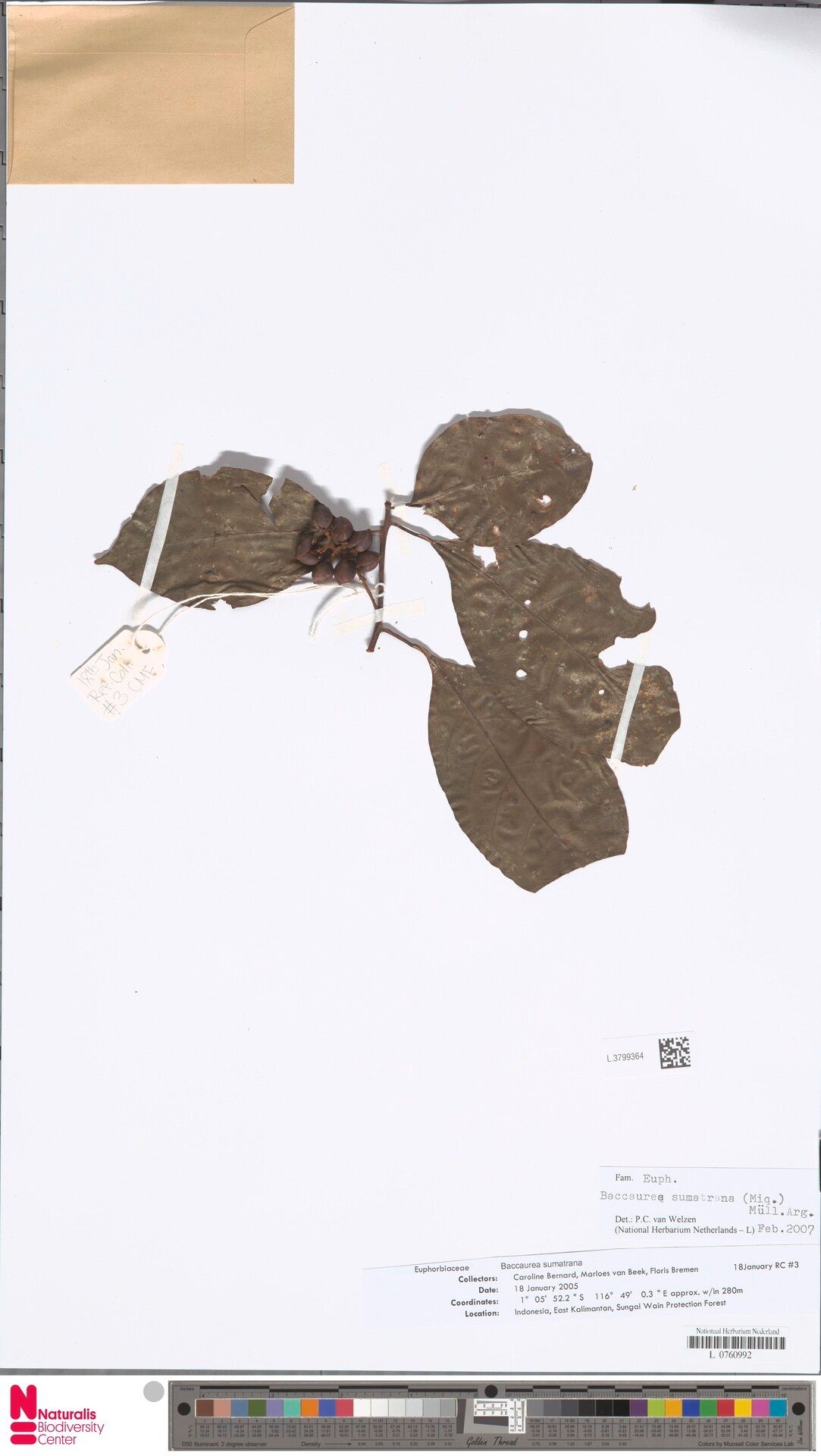 Baccaurea sumatrana — houseplant care guide