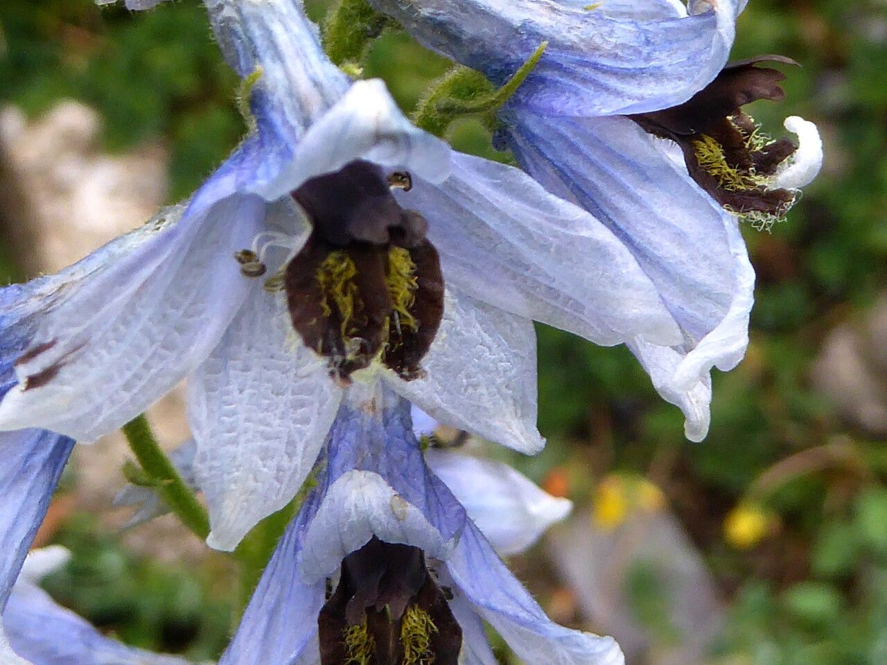 Delphinium montanum flower