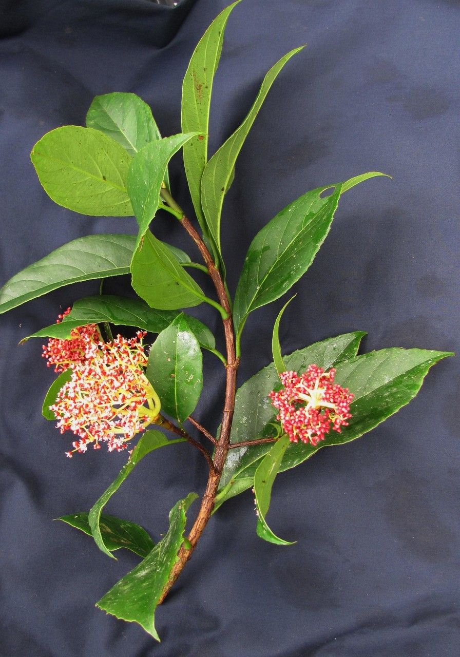 Hydrangea asterolasia other