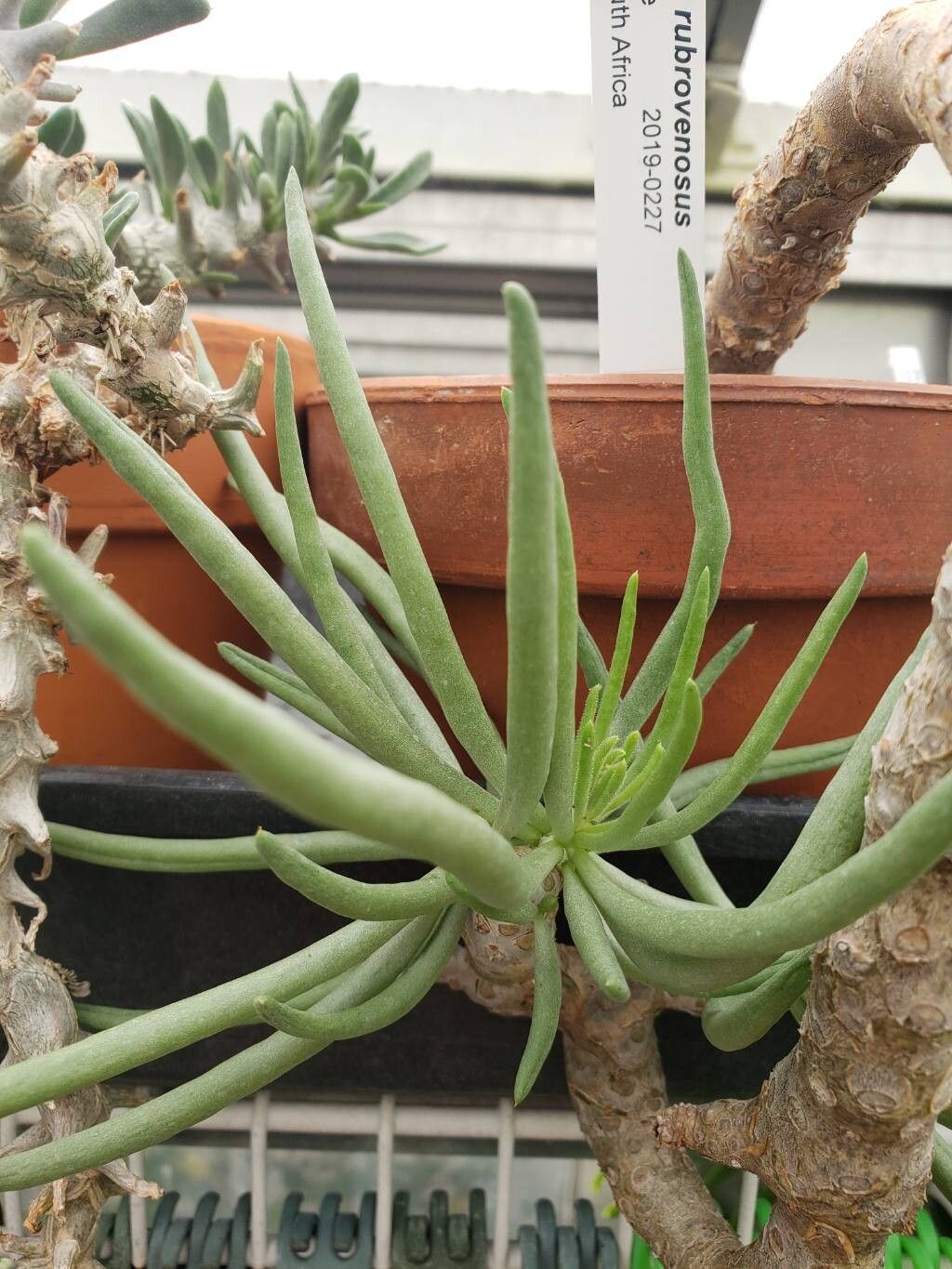 Tylecodon rubrovenosus — houseplant care guide