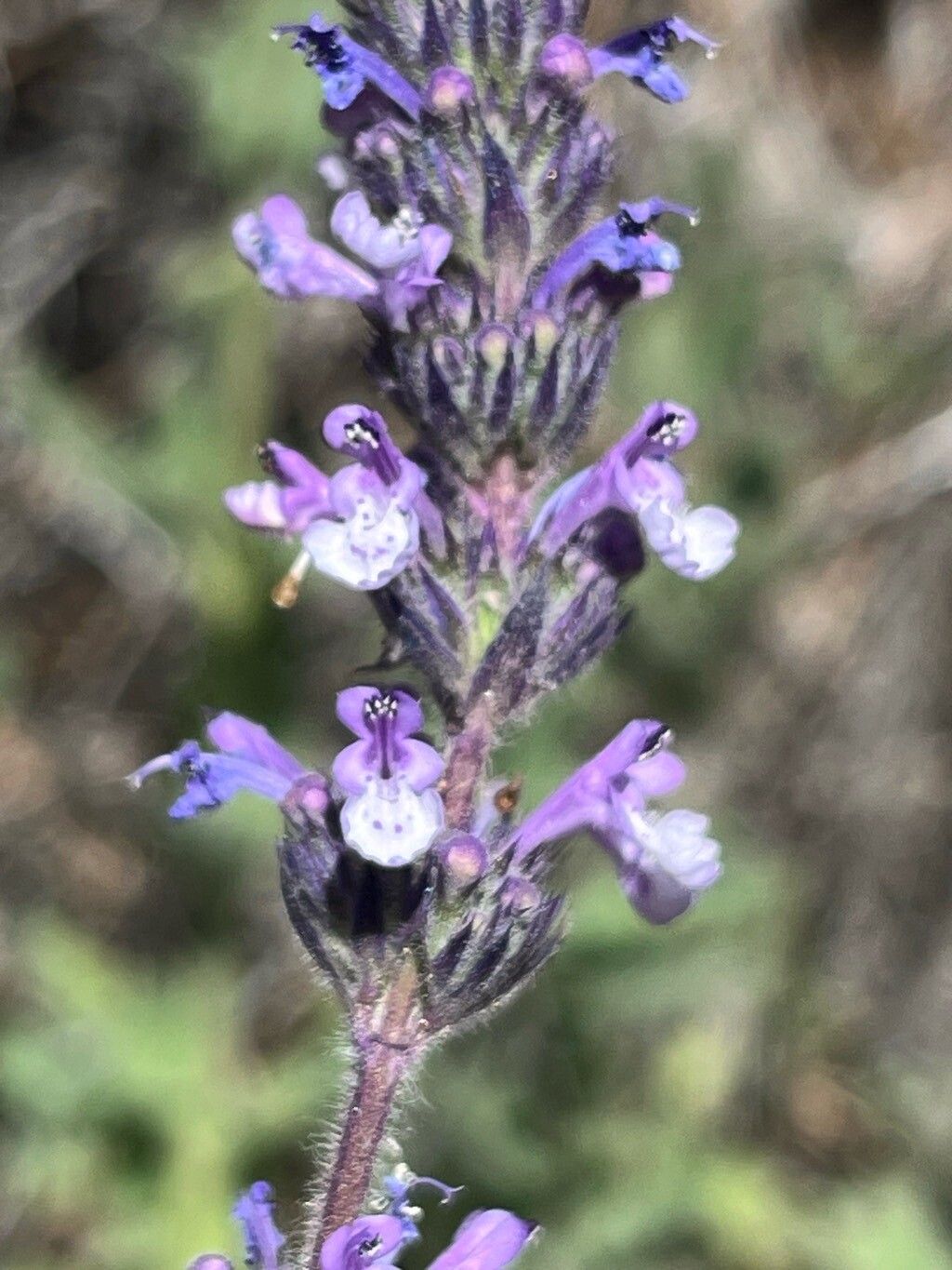Nepeta teydea flower
