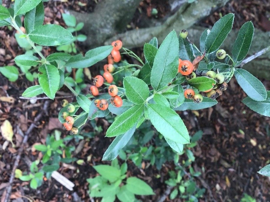 Pyracantha koidzumii — search result for 'Rosaceae'