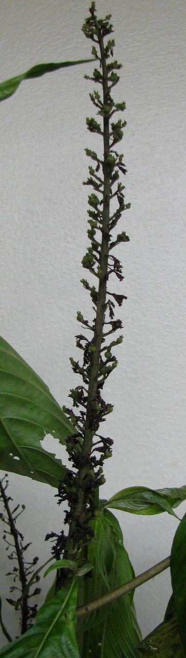 Arachnothryx brenesii — related species from the same genus