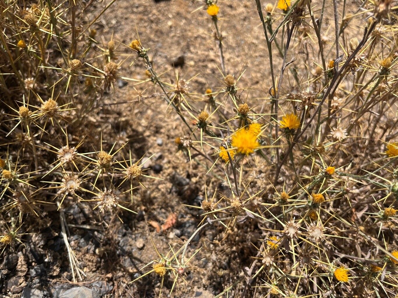 Centaurea idaea flower