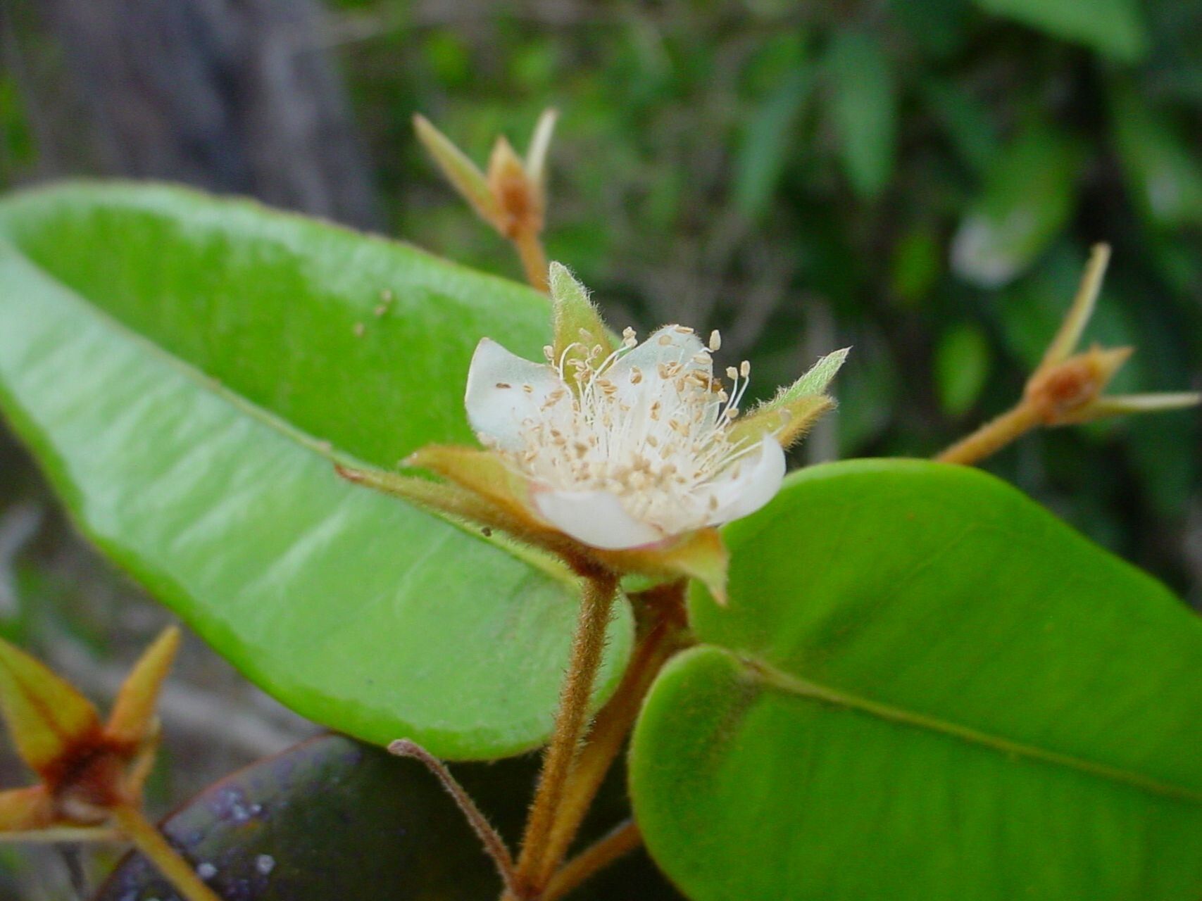 Eugenia sicifolia flower