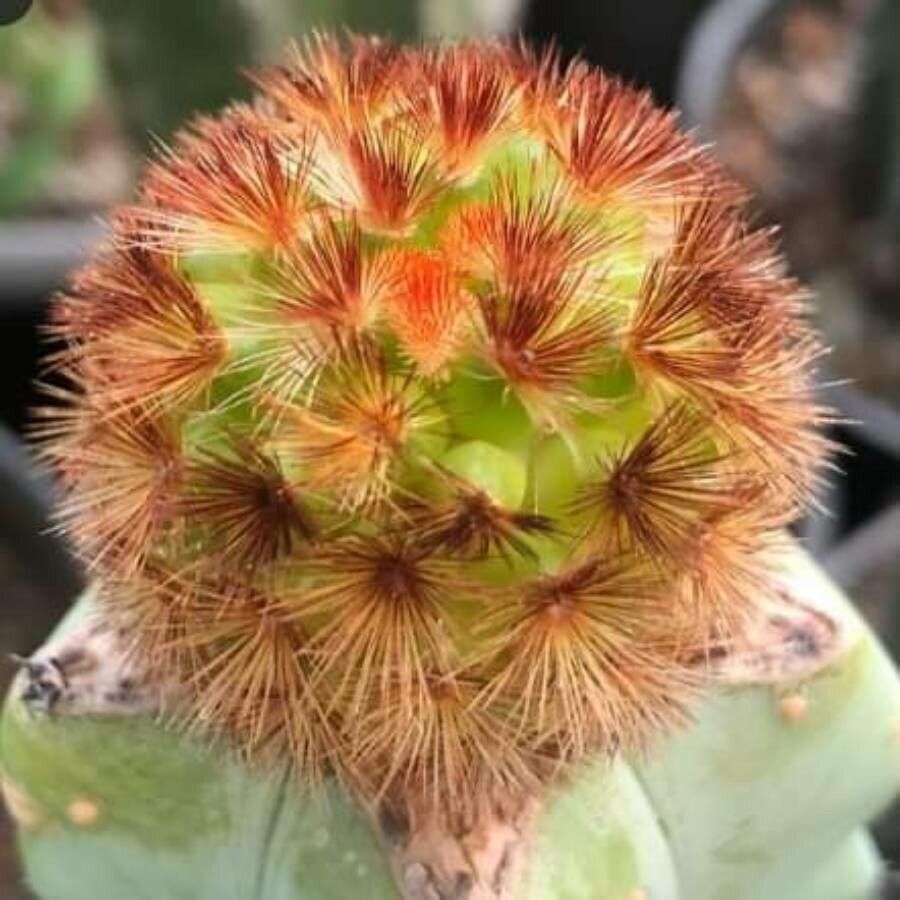 Mammillaria carmenae leaf