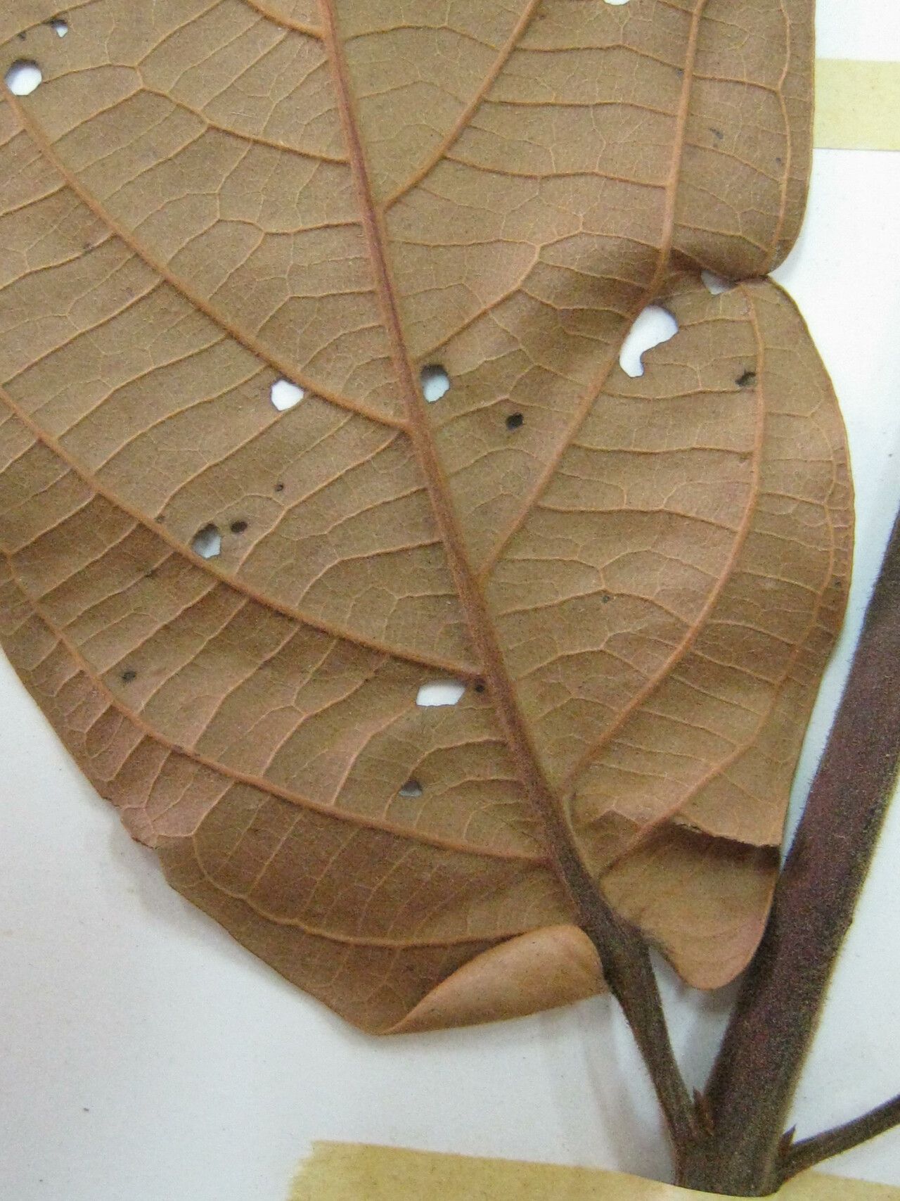 Nectandra reticulata other