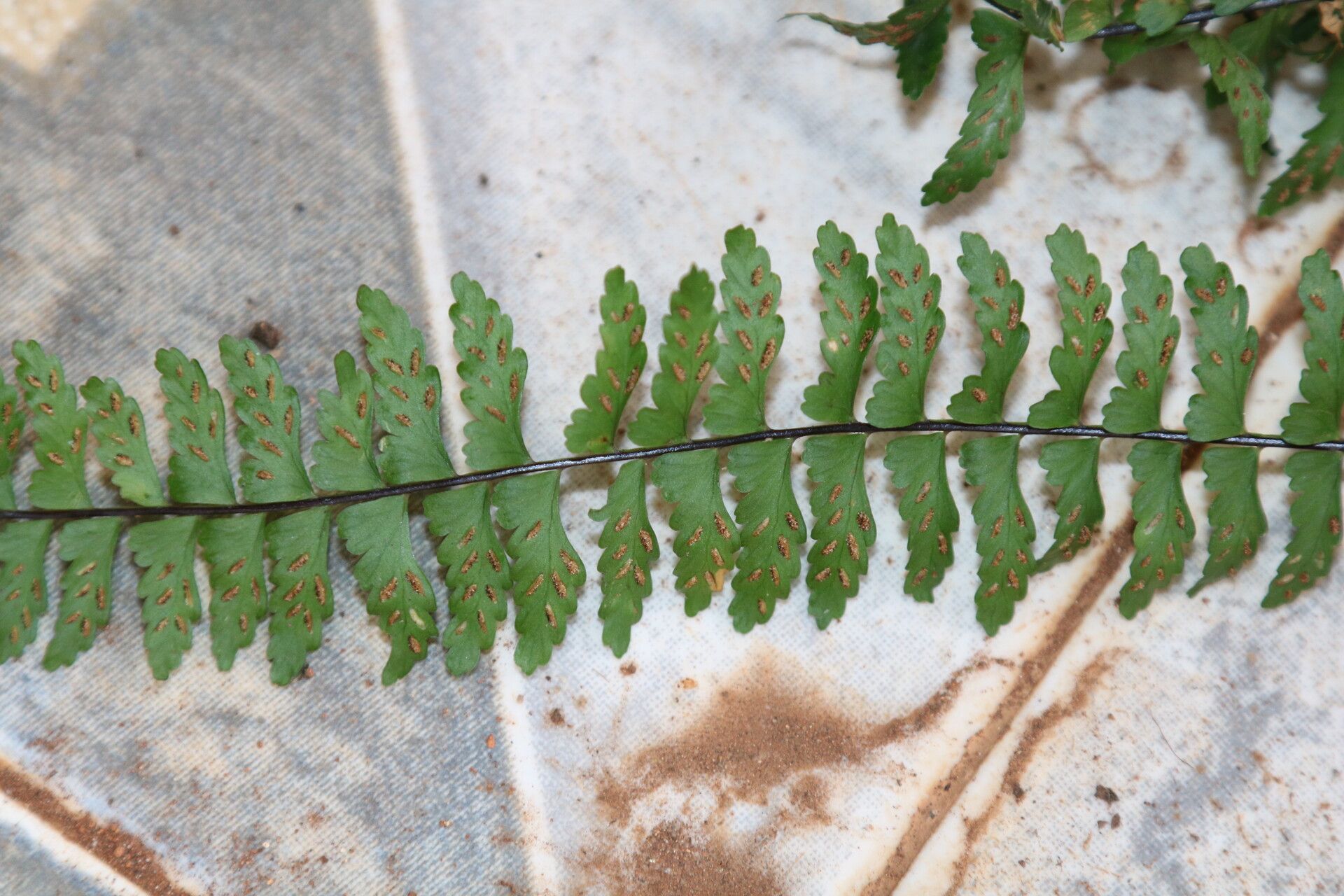 Asplenium erectum — houseplant care guide