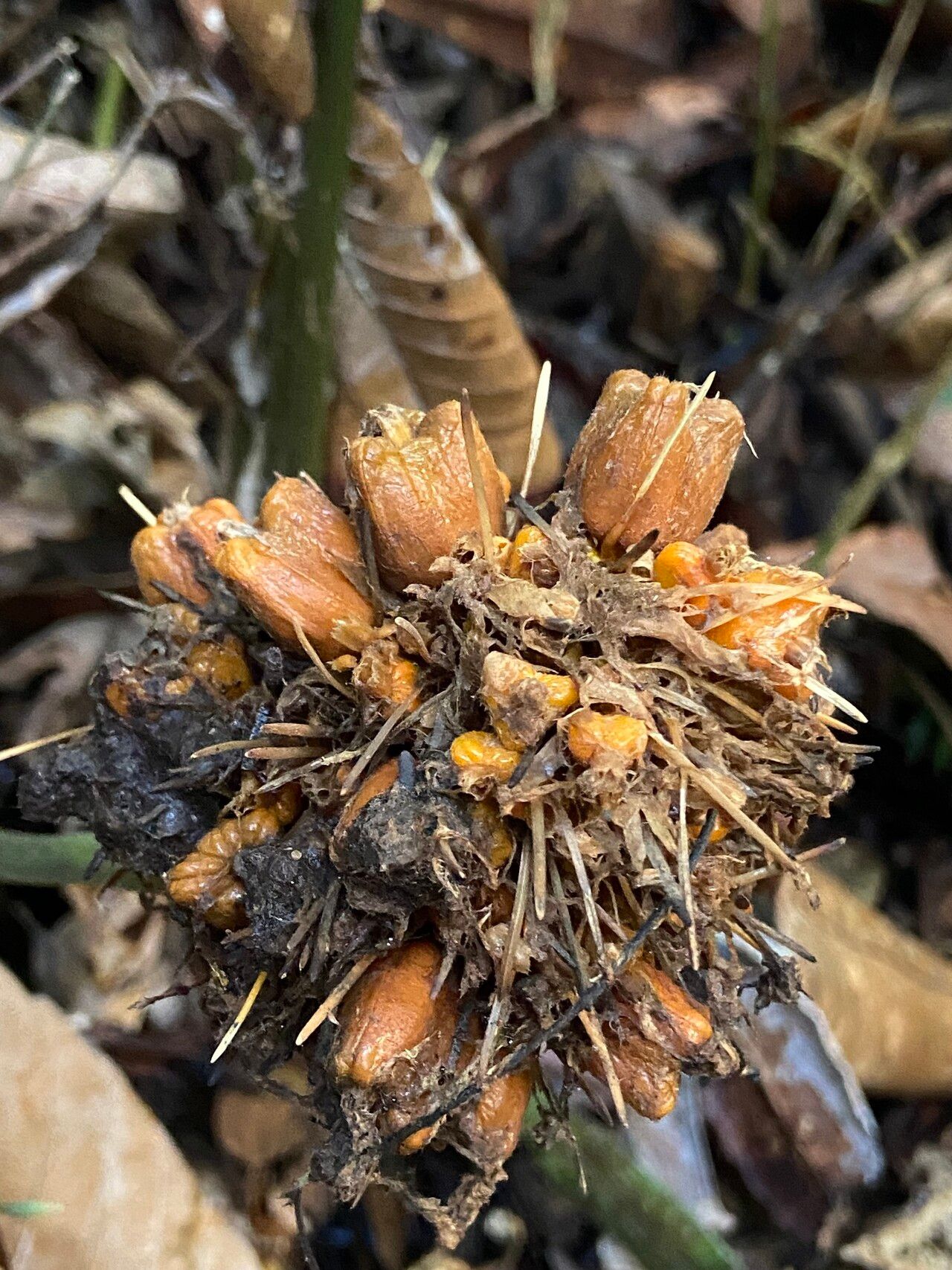 Goeppertia altissima fruit