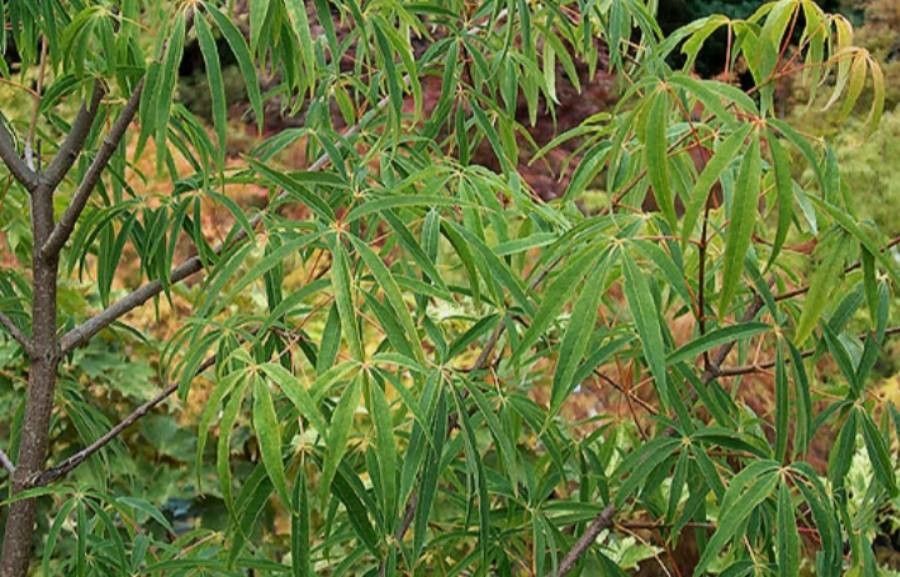 Acer pentaphyllum leaf