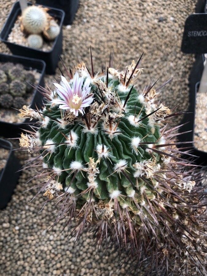 Stenocactus crispatus — related species from the same genus