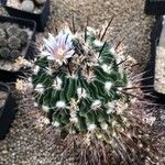 Stenocactus crispatus