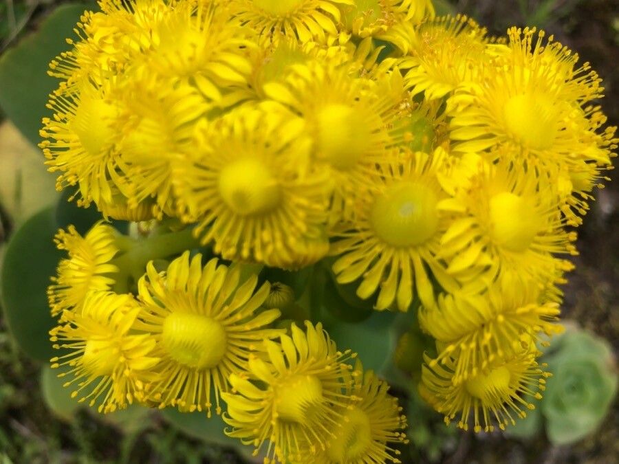Aeonium aureum flower