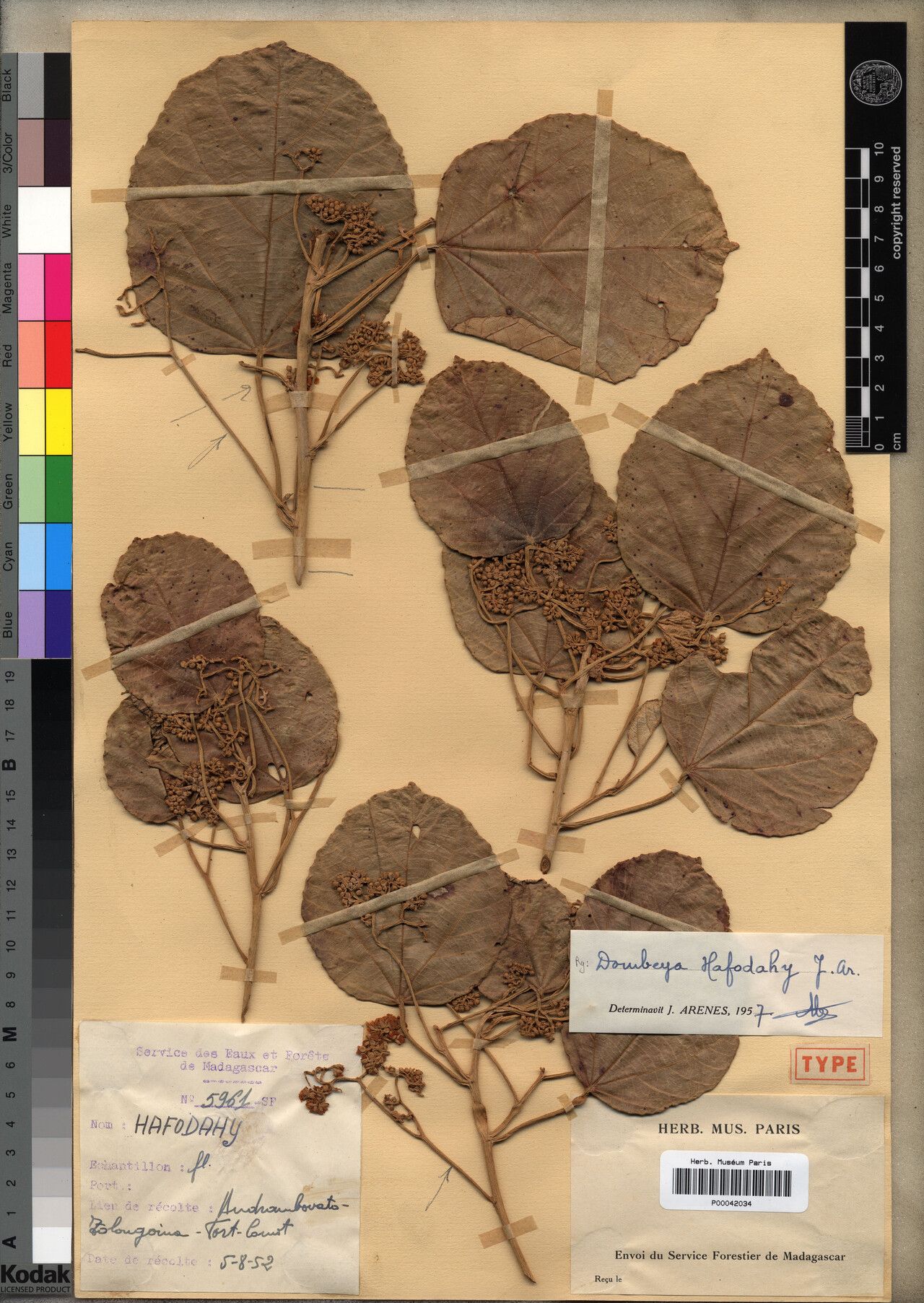 Dombeya megaphyllopsis — houseplant care guide