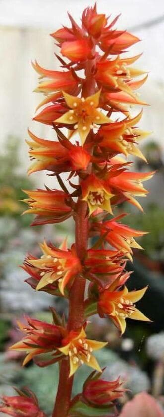 Echeveria viridissima flower