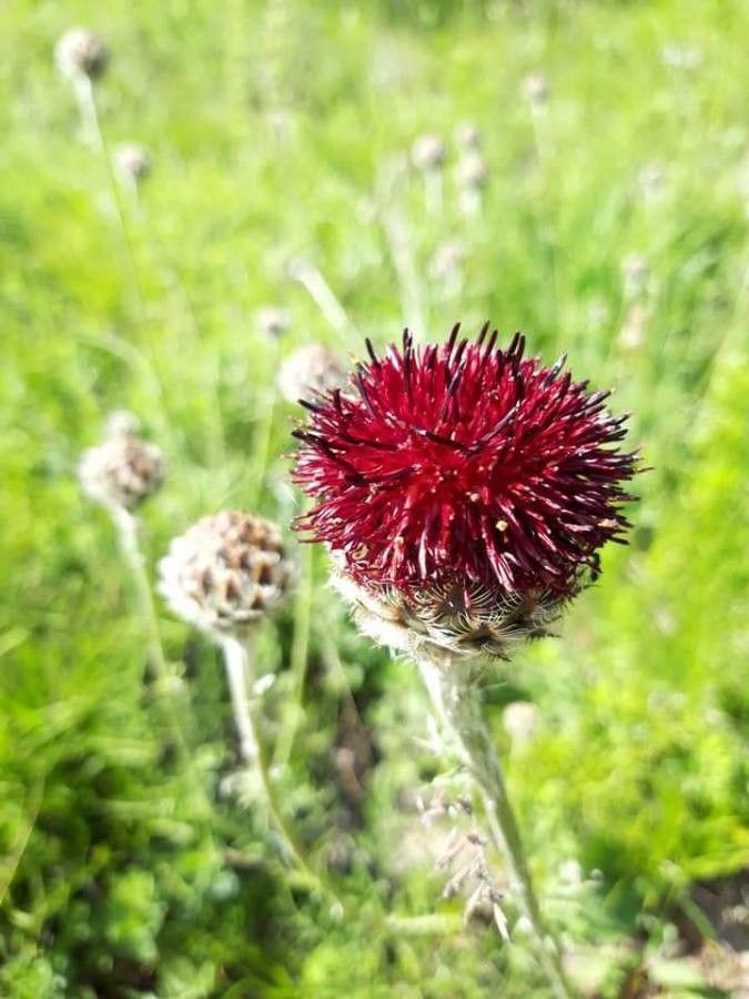 Centaurea atropurpurea — search result for 'Romania'