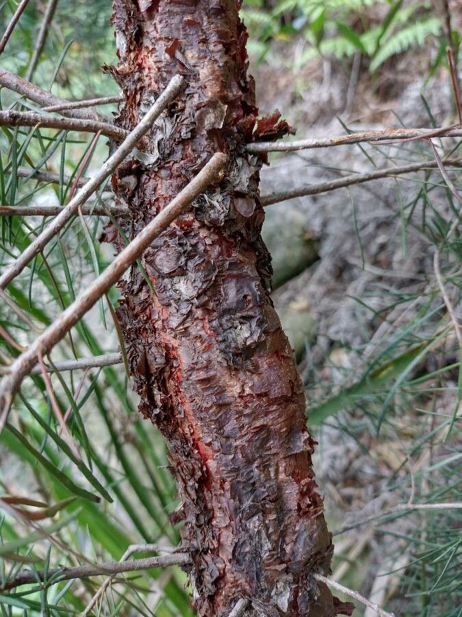Persoonia linearis bark
