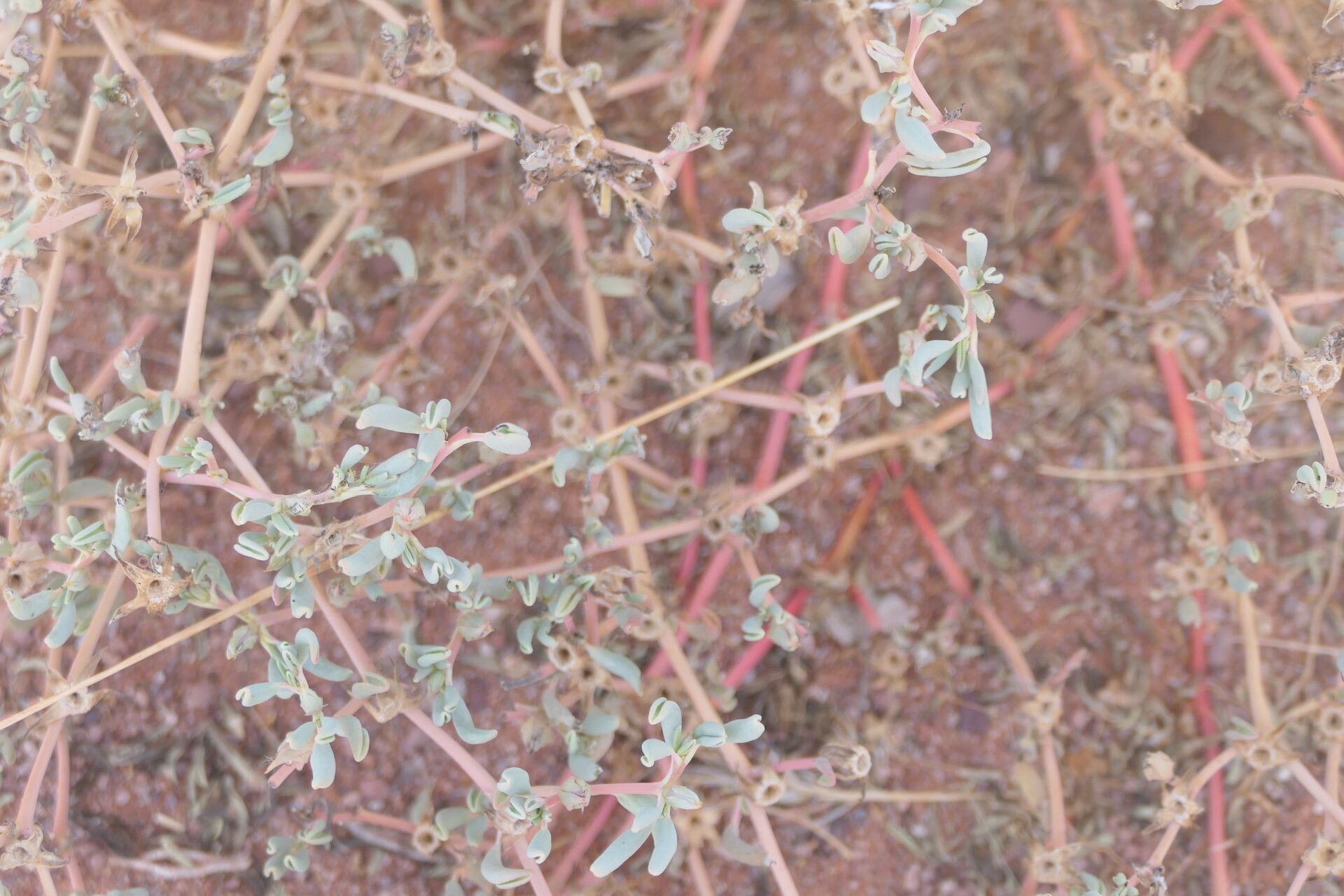 Sesuvium sesuvioides habit